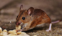 24 Hour & Emergency Exterminators in Collinsville, OK